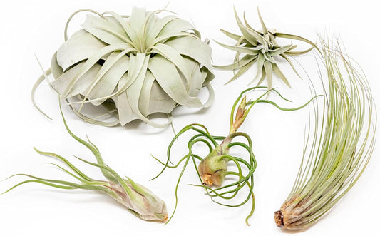 5 Pack of Large Tillandsia Air Plants - Xerographica, Juncea, Bulbosa, Caput Medusae & Harrisii- Live Succulent House Plants Availabe in Wholesale and Bulk - Easy Care Indoor and Outdoor Plant