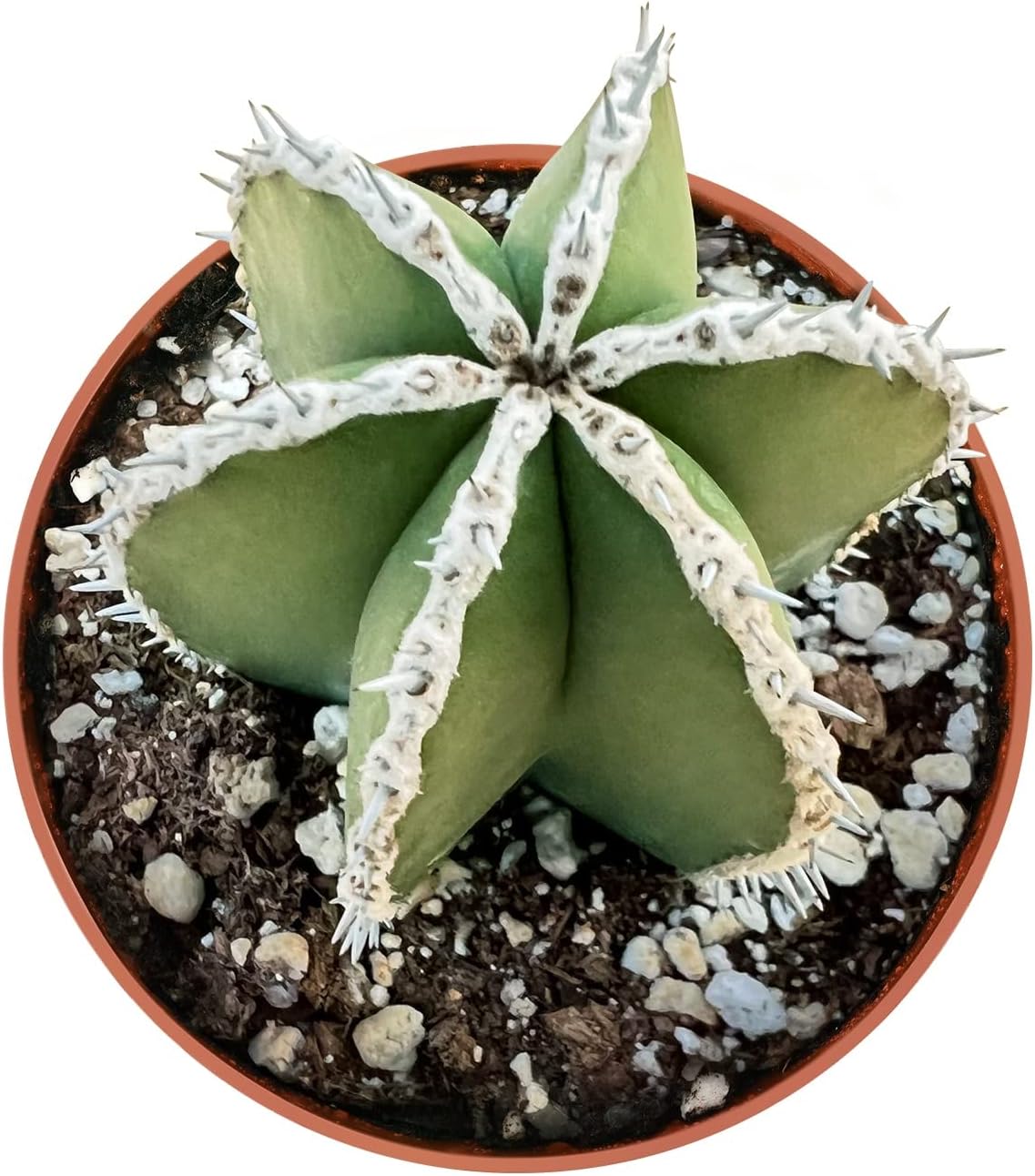 Live Succulents Mexican Fence Post Cactus (4-inch), Succulent Plants Fully Rooted in Pots with Soil, Easy-Care House Plant for DIY, Home Office Decor, Wedding Party Favor