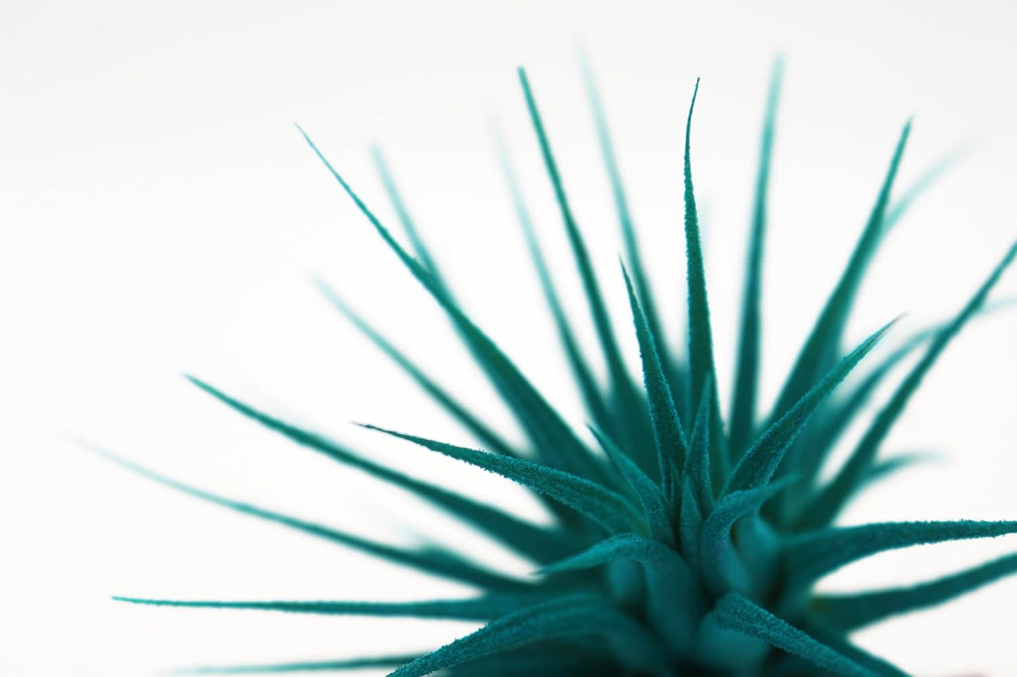 Live Extra Large Tillandsia Ionantha Guatemala Enhanced Colored Colorful Air Plant 3+ inch Easy Care Indoor Outdoor Home Decor Gift Airplant Awesome Industries Live Arrival Guaranteed (Teal XL)