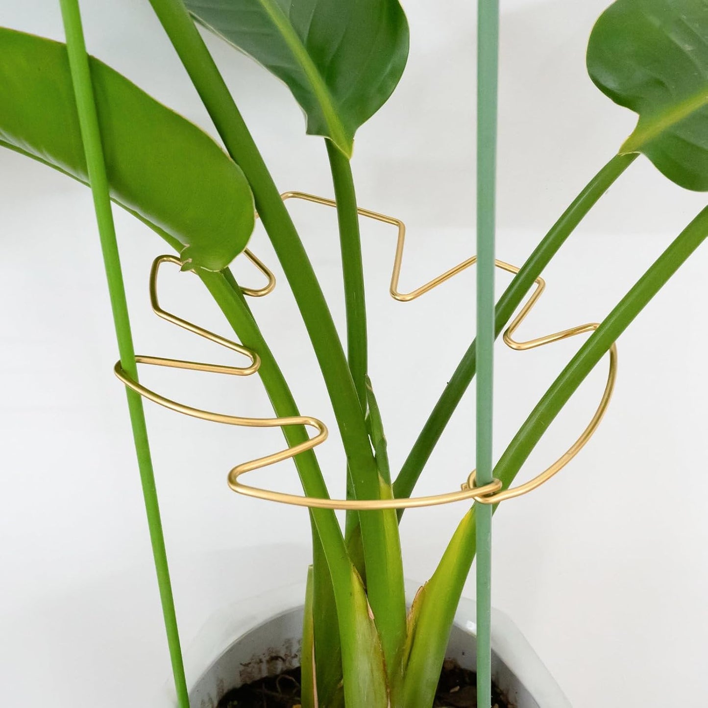 Monstera Plant Support Stem Stabilizer 9 * 7.6 inches- Durable Leaf Holder & Adjustable Stake for Fishbone Cactus, Easy to Install Garden Tool for Optimal Growth in Indoor Plants