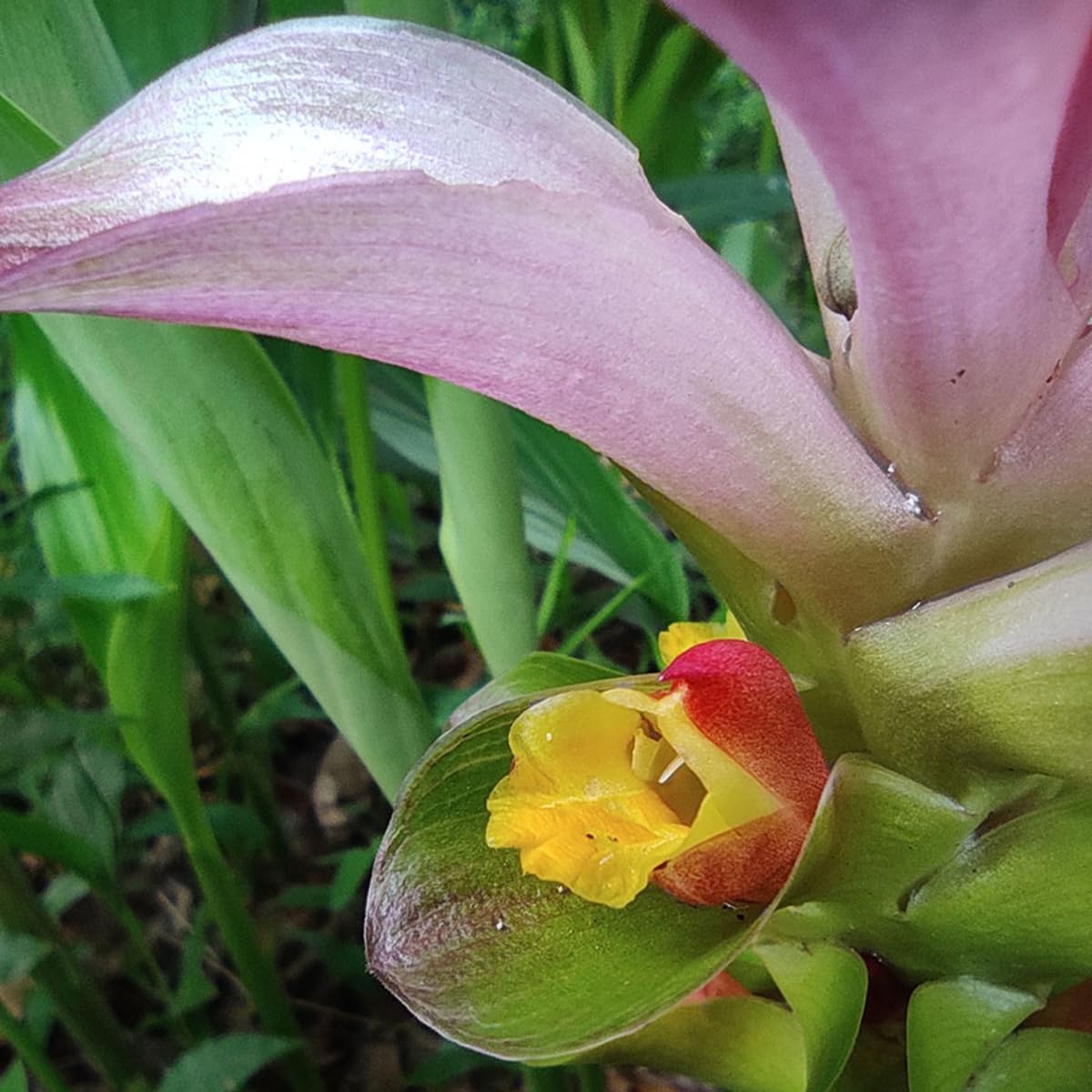Green Turmeric Live Plant - (Curcuma aeruginosa) - Rare Medicinal Herb, Vibrant Pink Flowers, Ideal for Tropical Gardens (2 Green Turmeric Cups)