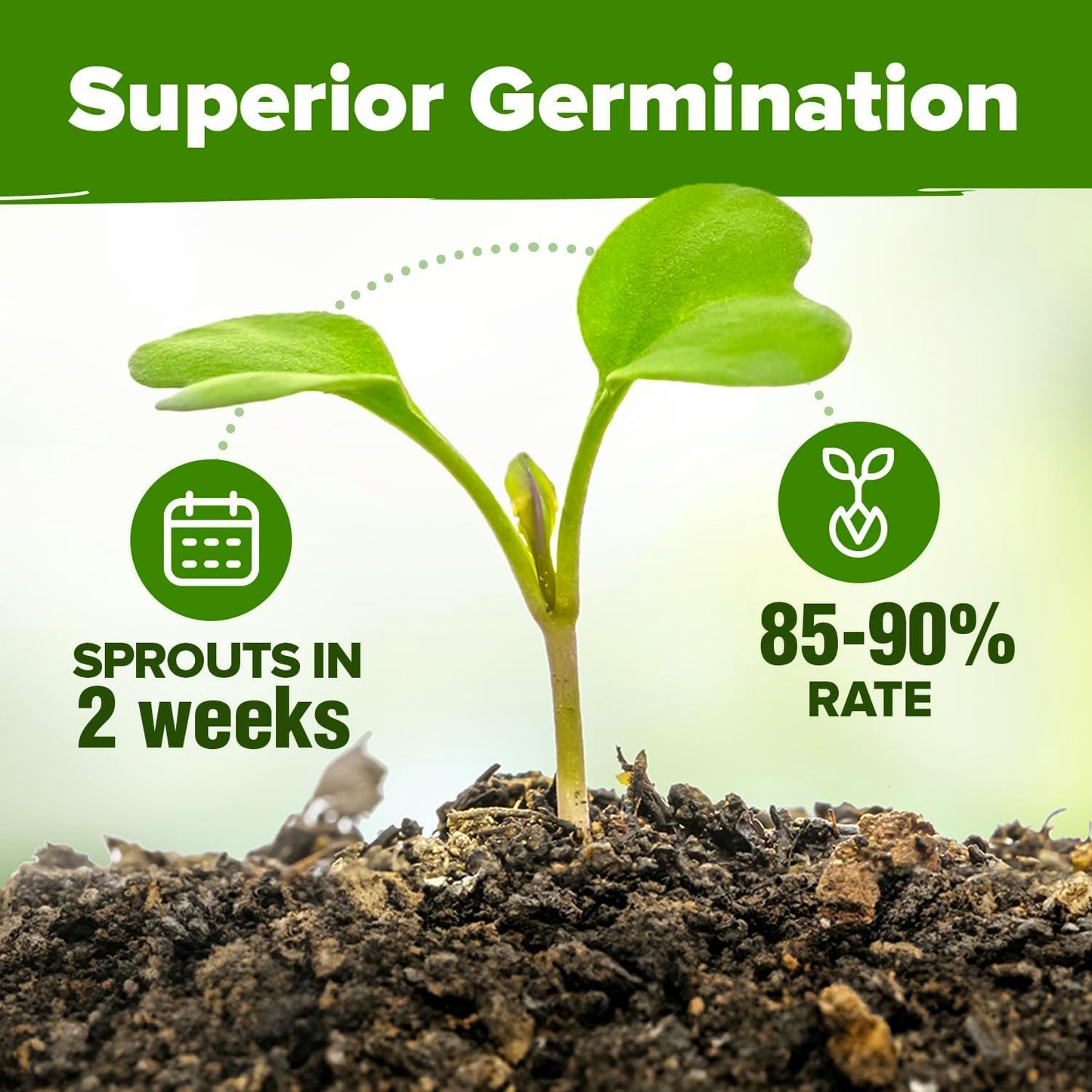 HOME GROWN 6 Herb Seeds for Planting 3,200+ Non-GMO Heirloom Seeds | Extra Large Variety Pack Herb Kit – Indoor Outdoor & Hydroponic | Culinary Seed Set | Grow Your Own Herbs | Gift for Beginners