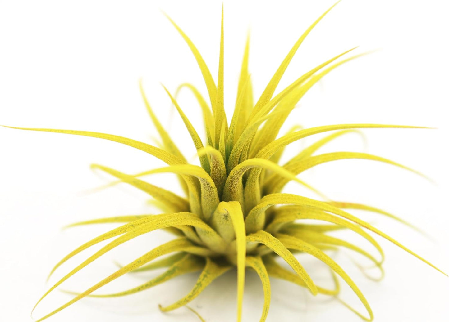 Live Extra Large Tillandsia Ionantha Guatemala Colorful Air Plant 3+ inch Enhanced Color Easy Care Indoor Outdoor Home Decor Gift Airplant by Awesome Industries (Yellow XL)