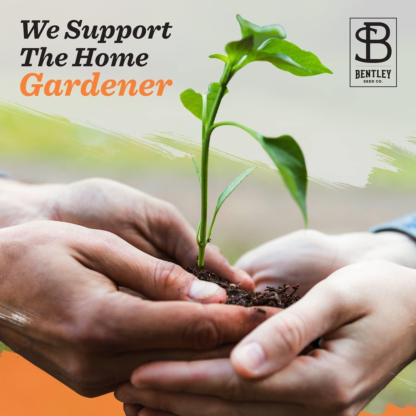 Bentley Thank You Packet - Sunflower Seeds - Pack of 25 - Perfect Eco-Friendly Thank You Gift - Non GMO