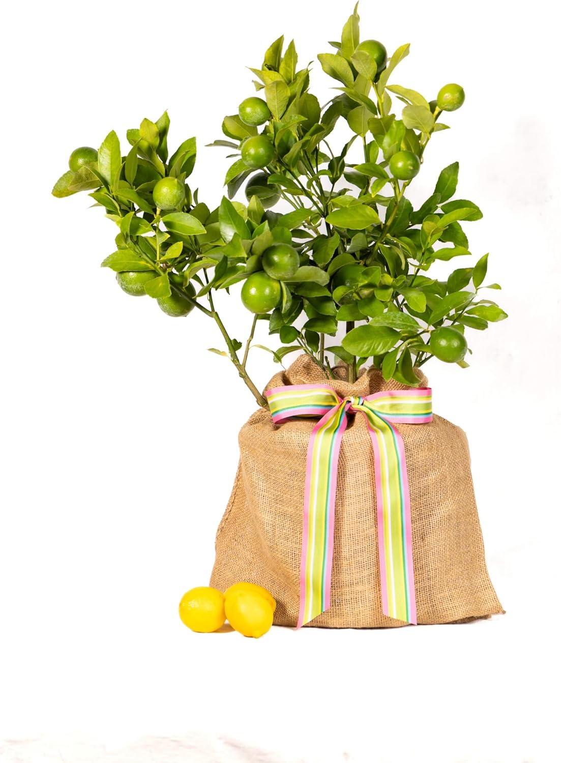Happy Birthday Gift, Meyer Lemon Tree Dwarf Fruit Tree, Fruit Bearing, Meaningful Birthday Present by The Magnolia Company Can't Ship to TX, LA, AZ, AL and CA