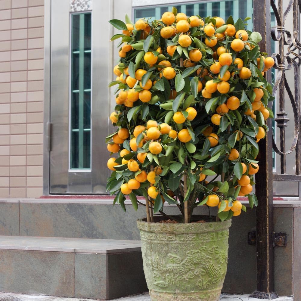 Brighter Blooms - Nules Clementine Tree, 3-4 Feet - Live Fruit Plant - No Shipping to AL, AZ, CA, FL, GA, LA, OR, TX, MS