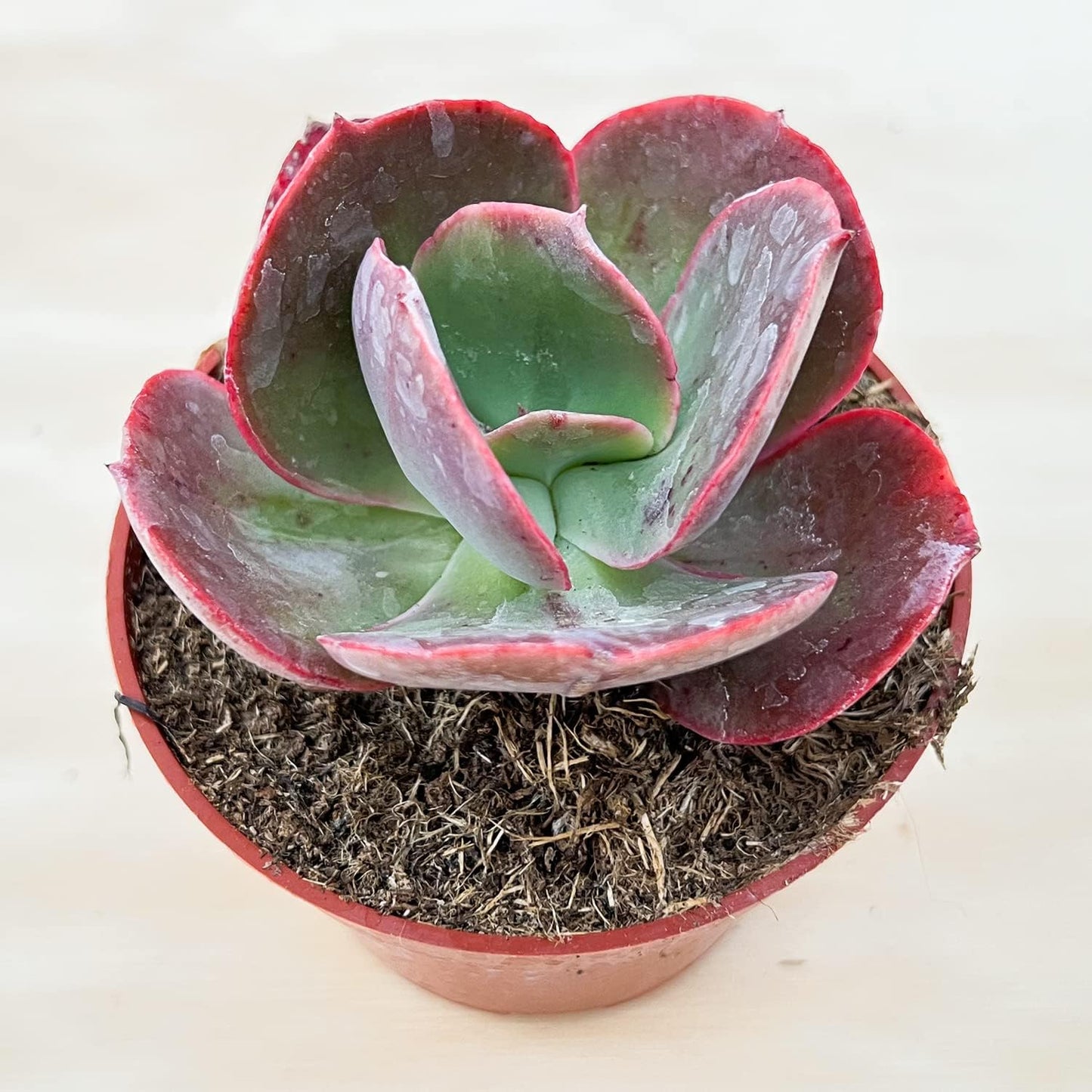 Live Succulents Echeveria Big Red (4-inch), Succulent Plants Fully Rooted in Pots with Soil, Easy-Care House Plant for DIY, Home Office Decor, Wedding Party Favor