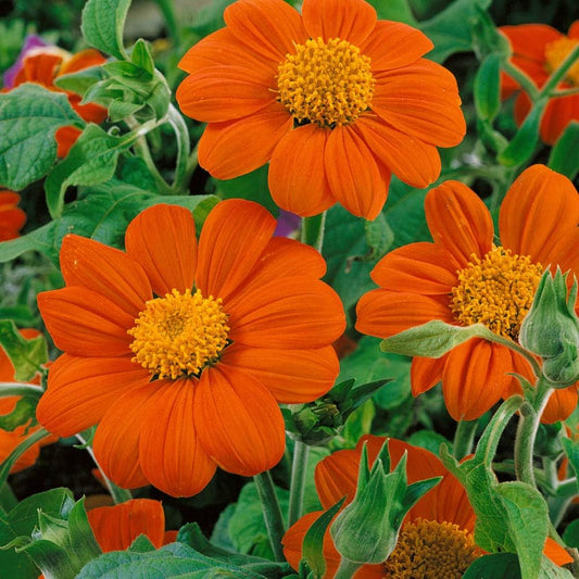 Outsidepride Goldfinger Mexican Sunflower Seeds - 1000 Pcs Annual, Easy-to-Grow, Orange Tithonia Speciosa Flower Seeds w/Drought-Tolerant Blooms for Pollinator Gardens & Vibrant Summer Landscaping