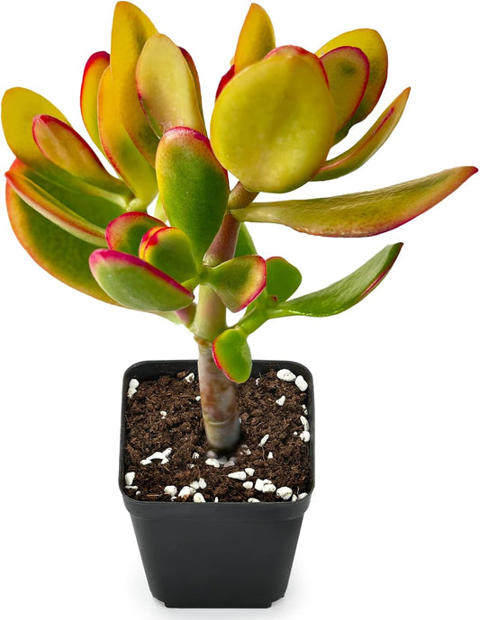 Sprout N Green Golden Jade - Crassula Ovata 'Hummel Sunset', Rare Cute Succulent Plant Fully Rooted in 2" Pot