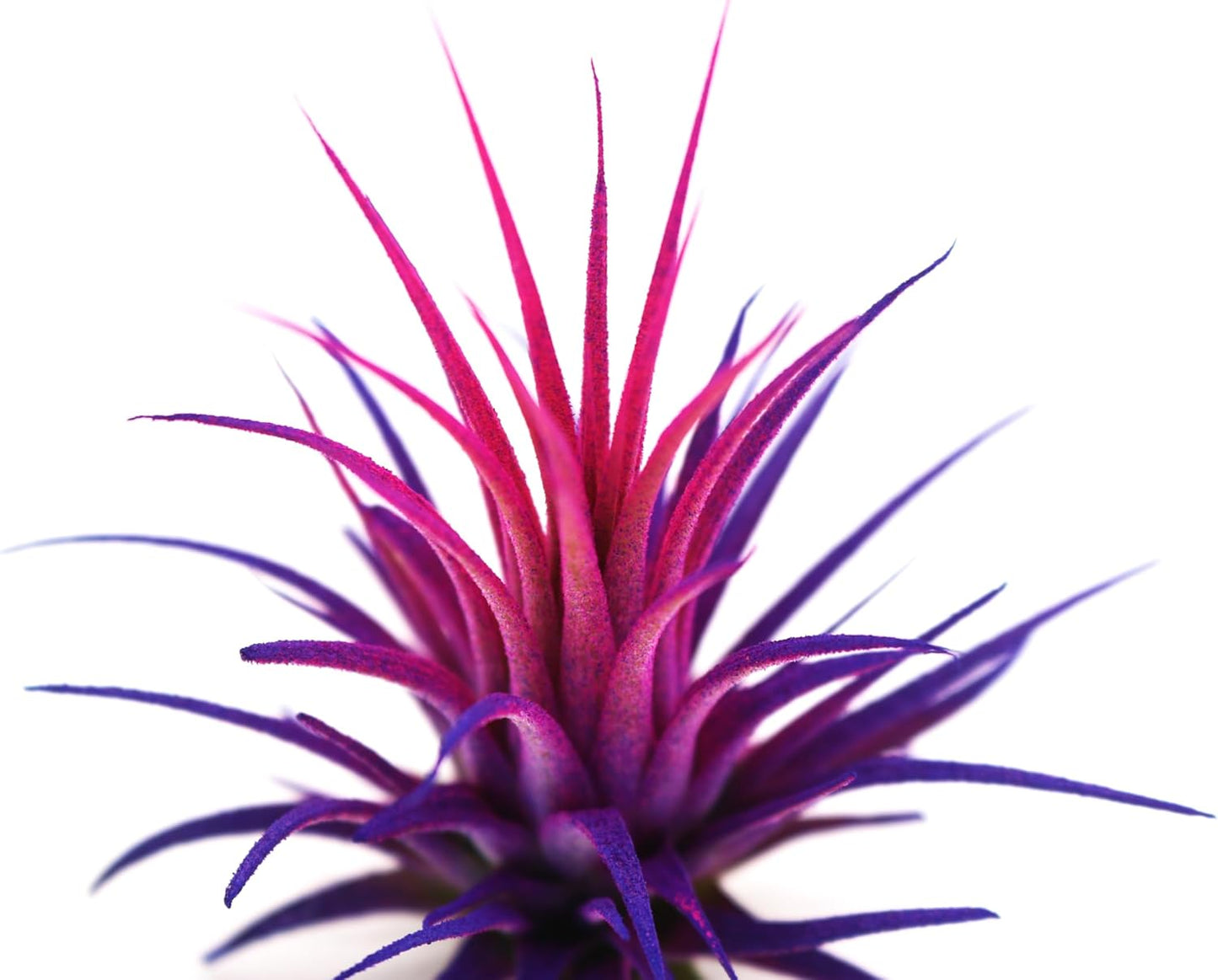 Live Extra Large Tillandsia Ionantha Guatemala Enhanced Colored Colorful Air Plant 3+ inch Easy Care Indoor Outdoor Home Decor Gift Airplant Awesome Industries Live Arrival Guaranteed (Moonbeam XL)