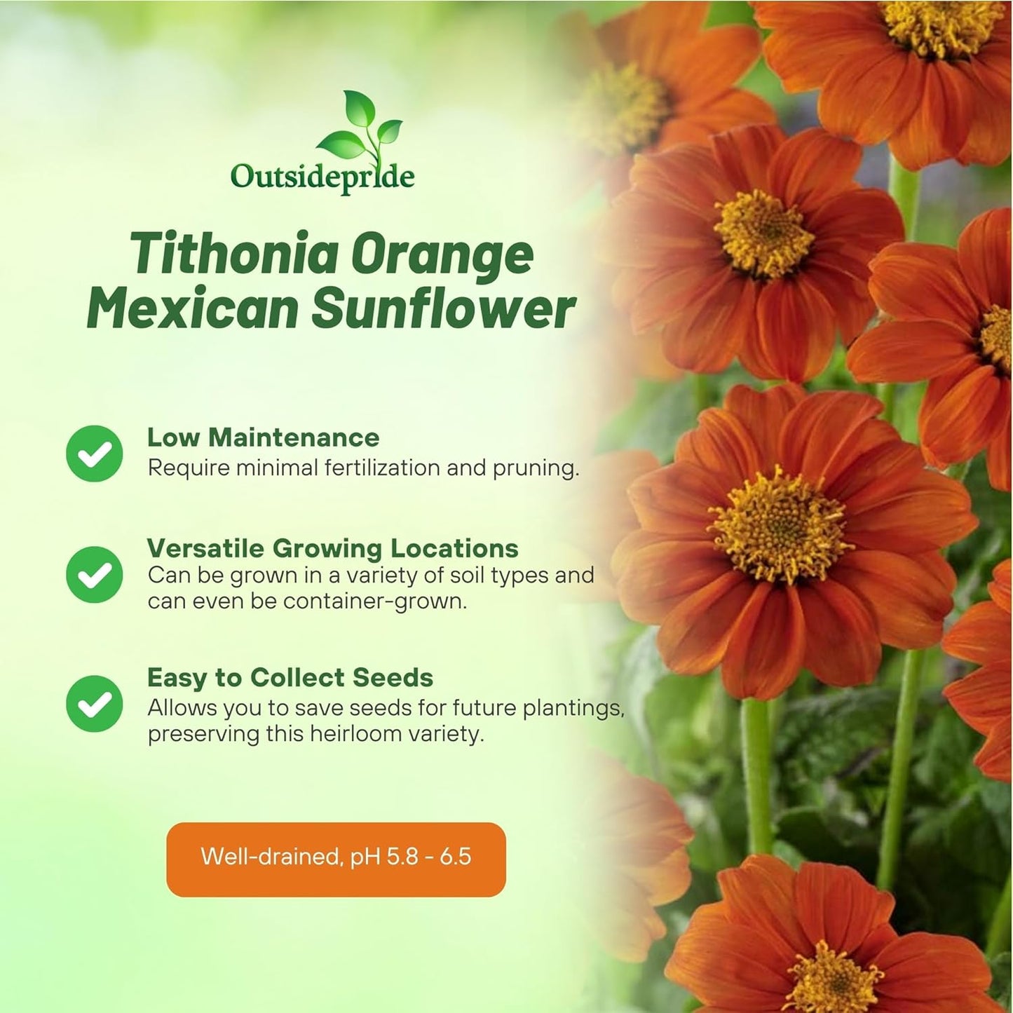 Outsidepride Goldfinger Mexican Sunflower Seeds - 500 Pcs Annual, Easy-to-Grow, Orange Tithonia Speciosa Flower Seeds w/Drought-Tolerant Blooms for Pollinator Gardens & Vibrant Summer Landscaping