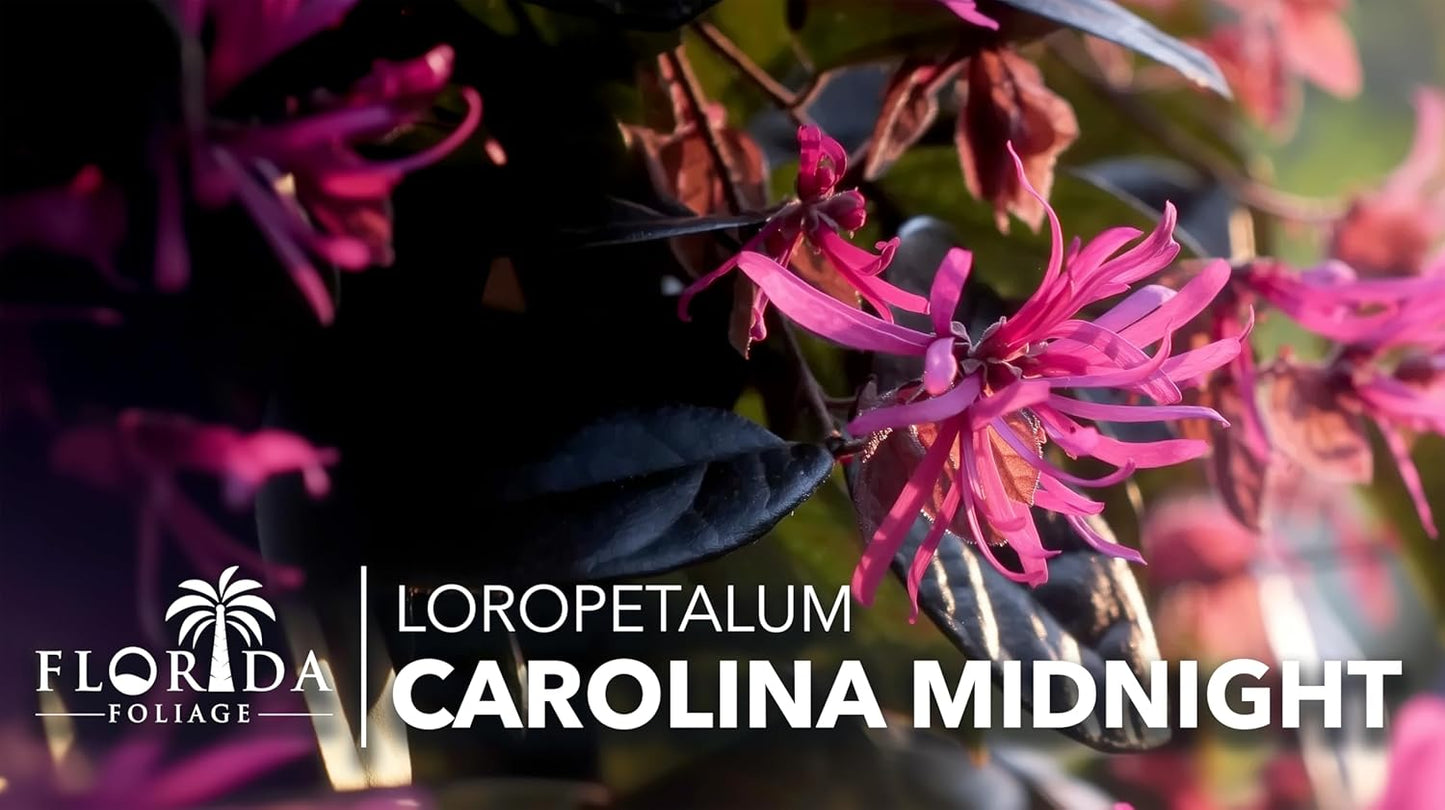 Loropetalum Carolina Midnight | 40 Live Plants | Loropetalum Chinense | Purple Foliage Shrub | Ornamental Landscape Bush | Fast Growing Plants