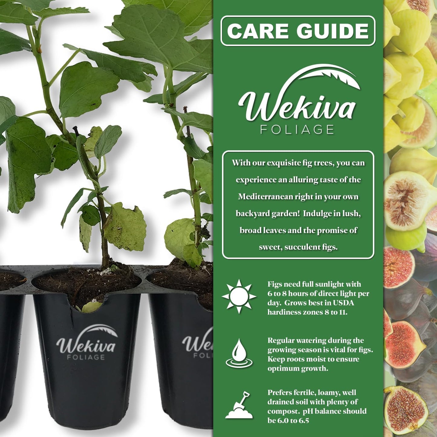 Yellow Long Neck Fig Tree - 4 Live Starter Plants - Ficus Carica - Edible Fruit Tree for The Patio and Garden
