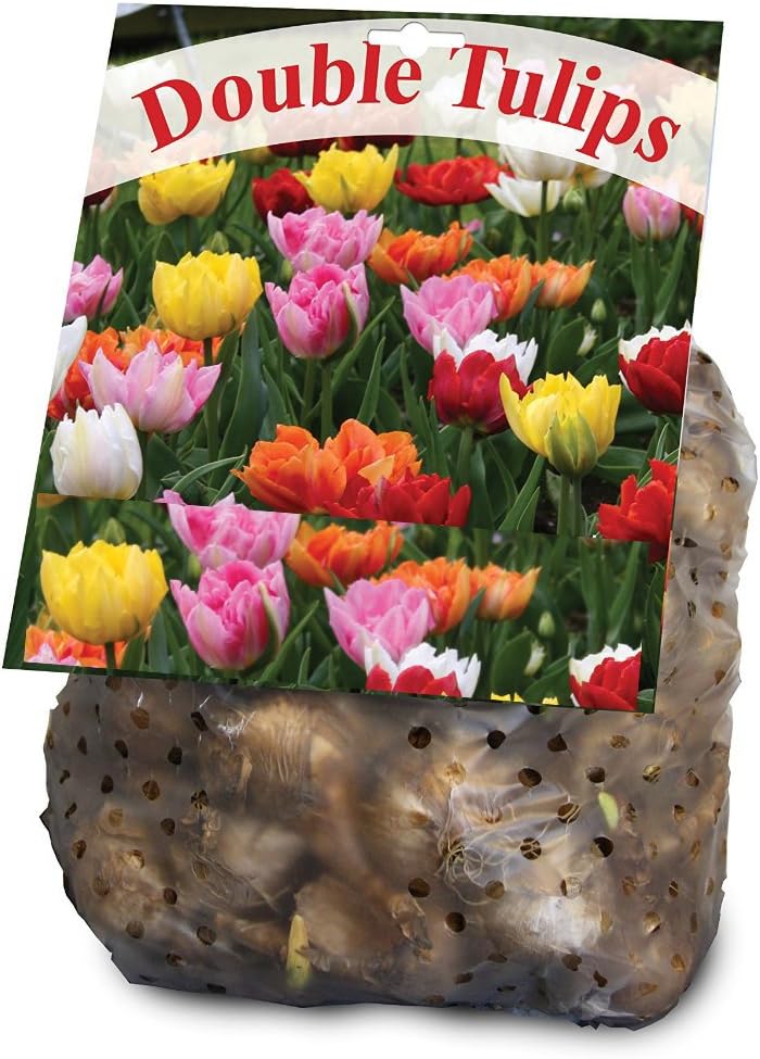 Double Tulip Mixture- 30 Perennial Tulip Bulbs