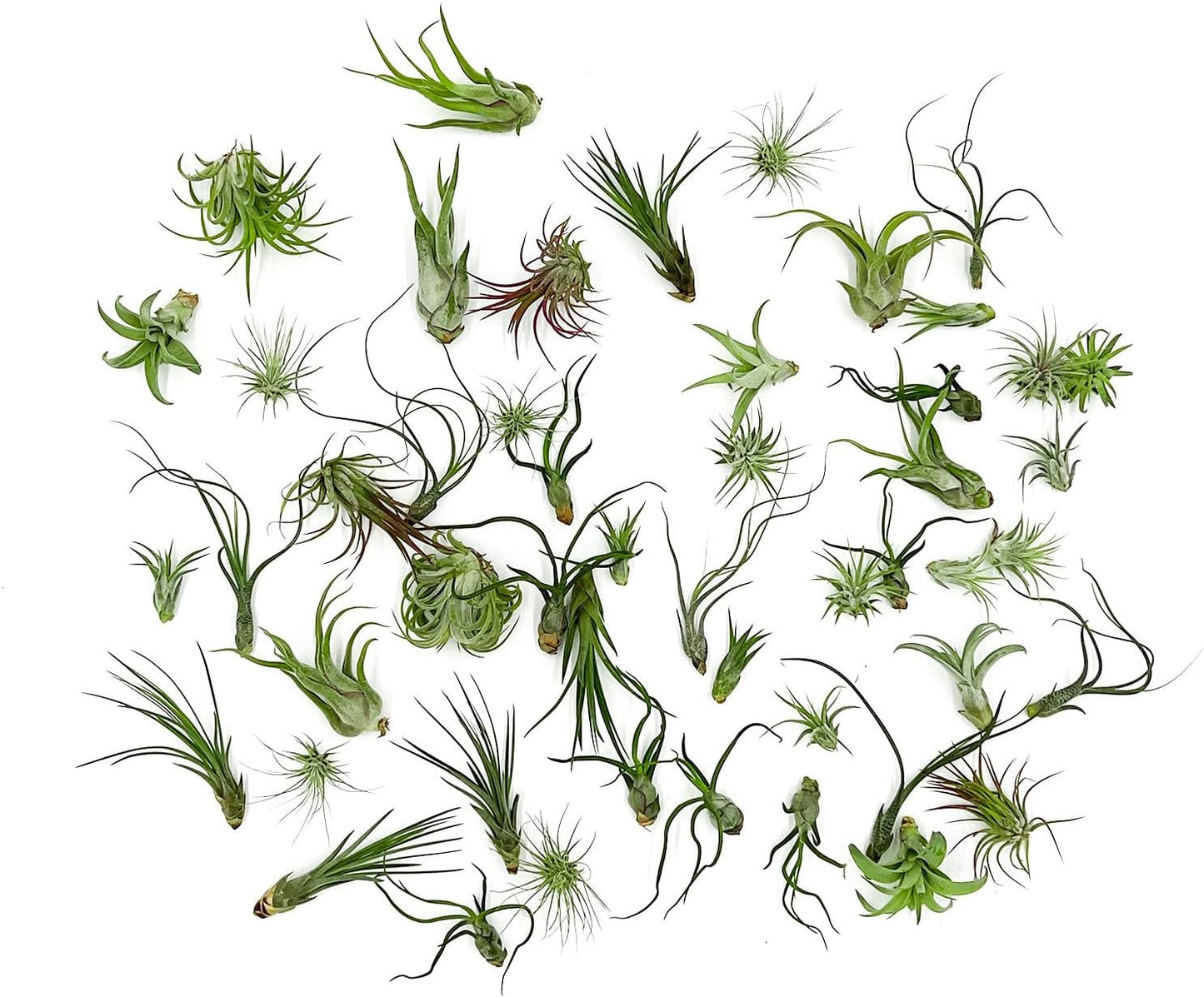Air Plants Bulk - Tillandsia Variety Wholesale Pack, Regular 1-3" - 50ct - Live Arrival Guaranteed - House Plants for Home Decor & Gift
