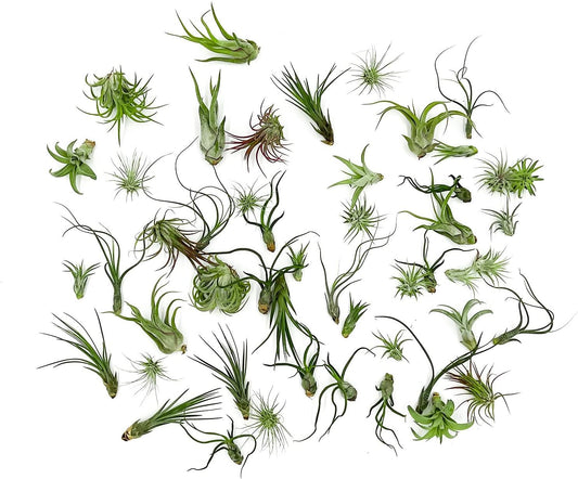 Air Plants Bulk - Tillandsia Variety Wholesale Pack, Regular 1-3" - 50ct - Live Arrival Guaranteed - House Plants for Home Decor & Gift