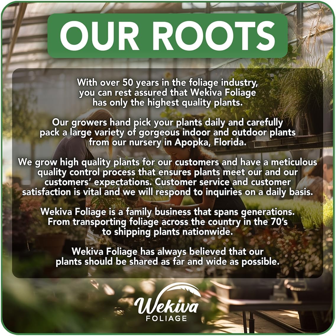 Black Mission Fig Tree - 4 Live Starter Plants - Ficus Carica - Edible Fruit Tree for The Patio and Garden