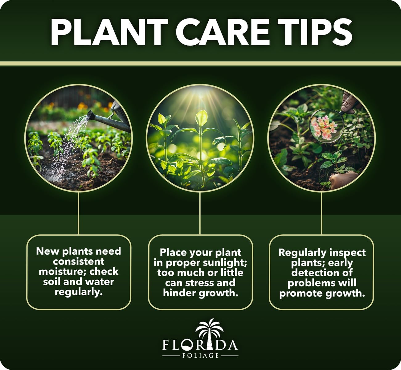 Loropetalum Carolina Midnight | 40 Live Plants | Loropetalum Chinense | Purple Foliage Shrub | Ornamental Landscape Bush | Fast Growing Plants