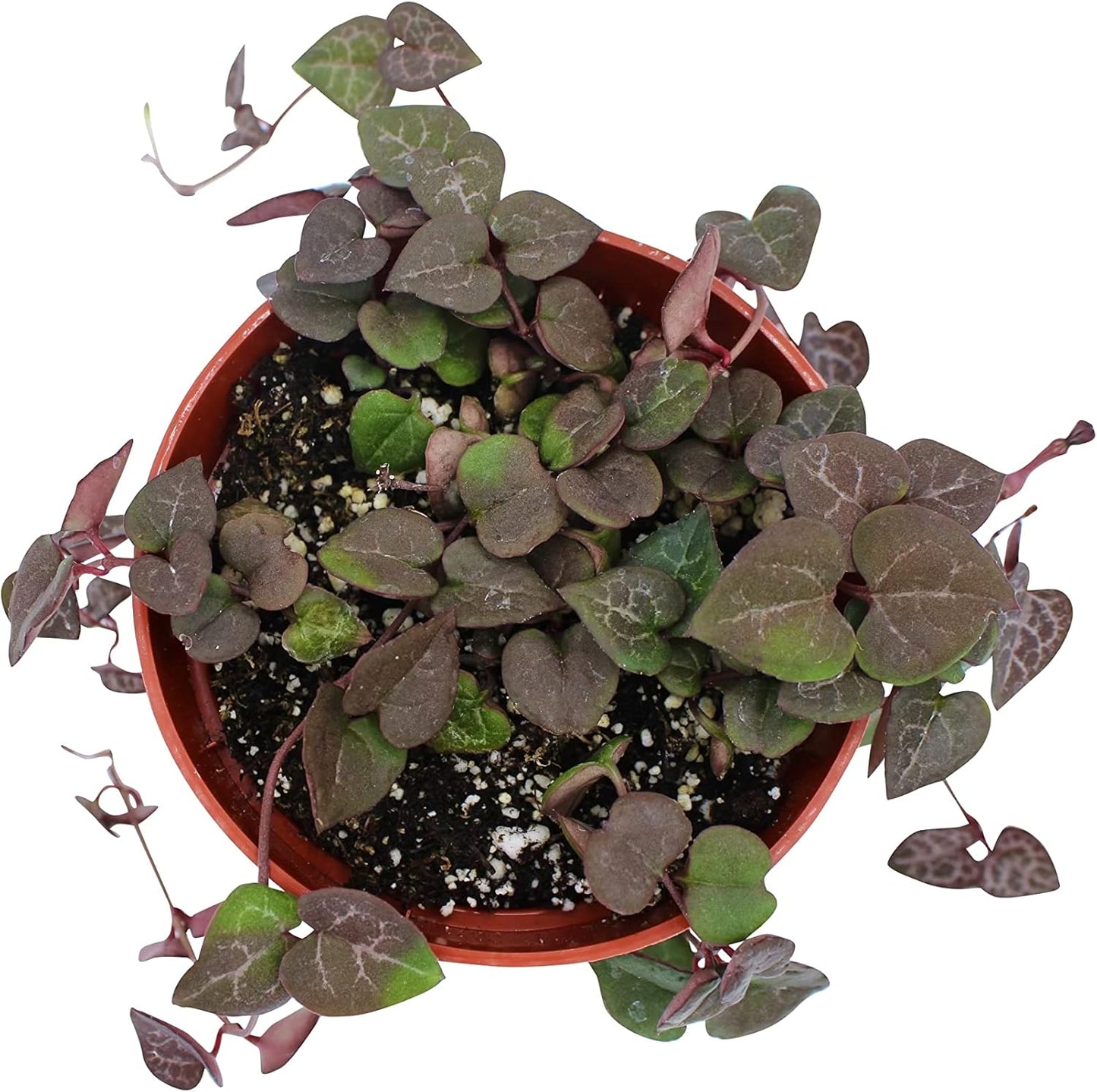 Live Succulent 4" String of Hearts, Succulents Plants Live, Succulent Plants Fully Rooted, Hanging House Plant for Home Office Decoration, DIY Projects, Party Favor Gift by The Succulent Cult