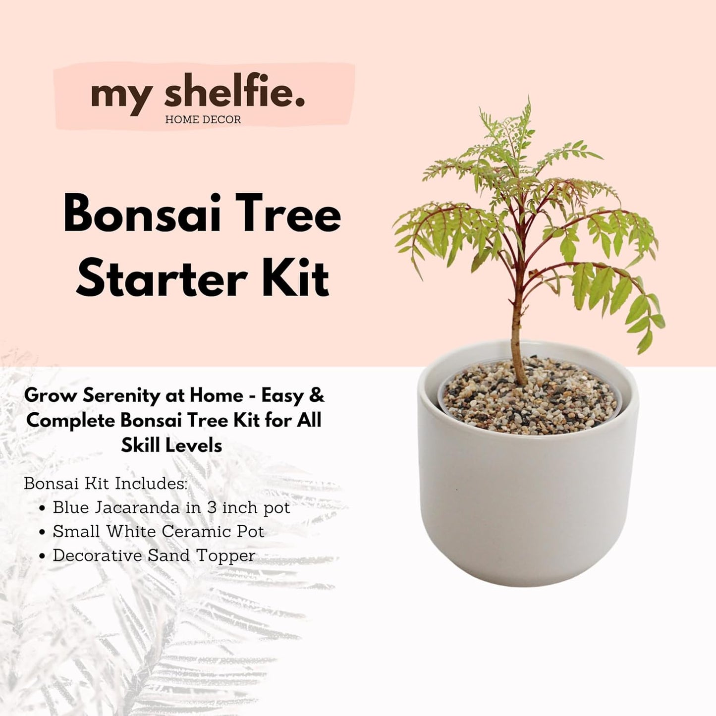 My Shelfie Bonsai Tree Blue Jacaranda Starter Kit, 3 Inch Pot, White Ceramic Planter with Sand Topper