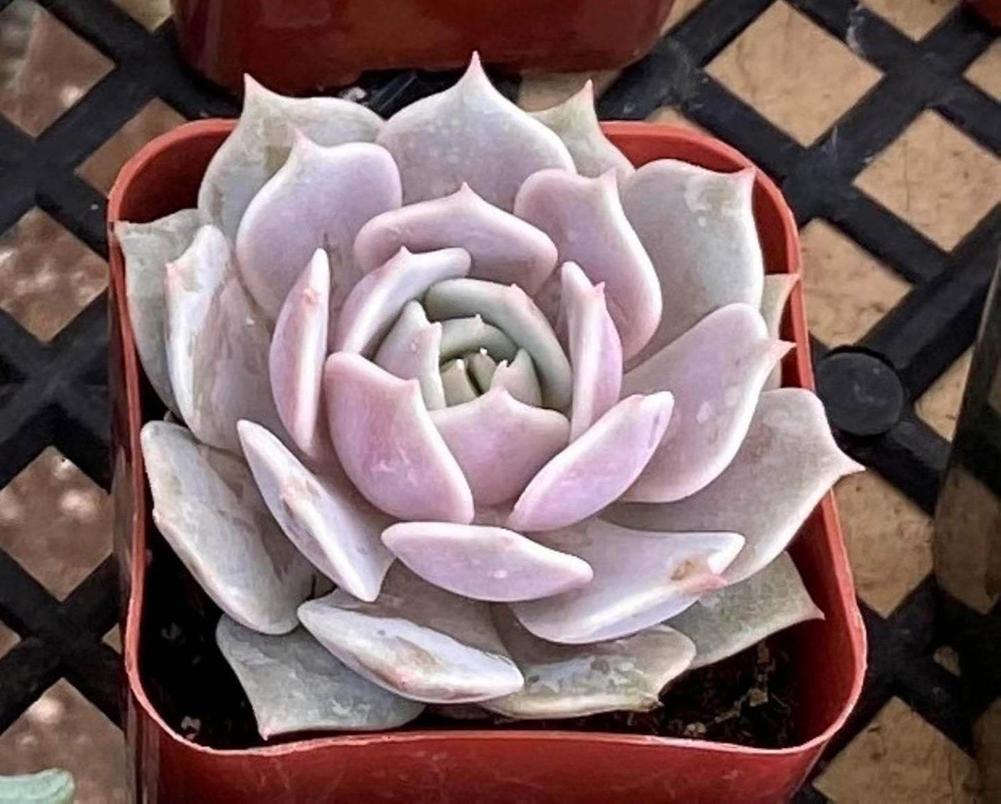 Sprout N Green 2in Echeveria Lola, 1 Pack Live Mini Succulent Plant Fully Rooted in Pot, Real House Plant for Indoor Outdoor Home Office Wedding Decoration DIY Projects Party Favor