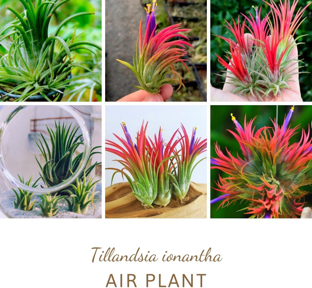 Tillandsia Plants, Red Tillandsia Air Plants Live, Combo 15 Succulents Plant Live, House Plant Indoor Outdoor, 2 Inc Tall