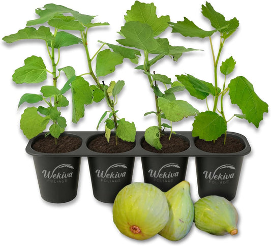 Fignomenal Fig Tree - 4 Live Starter Plants - Ficus Carica - Edible Fruit Tree for The Patio and Garden