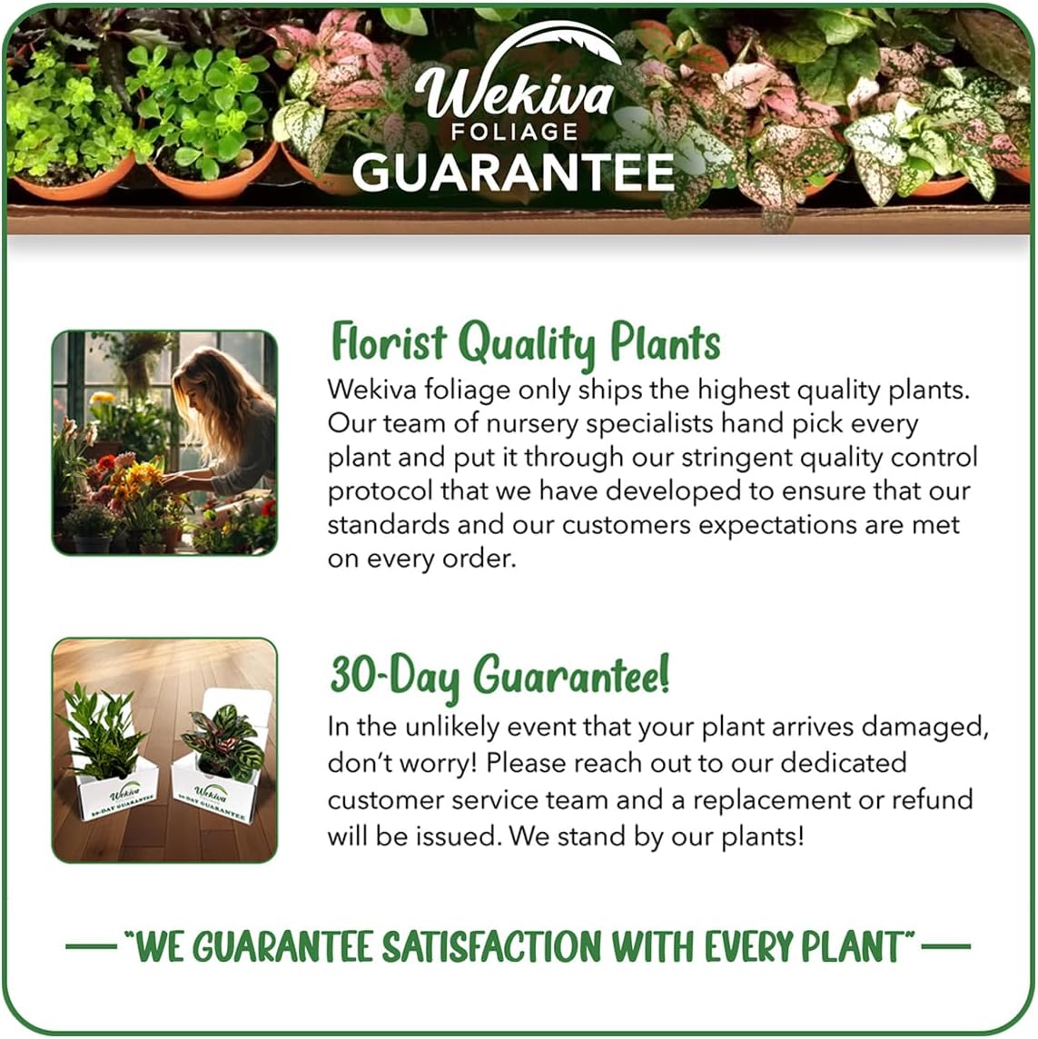 White Jade Pineapple Plant - 4 Live Starter Plants - Ananas Comosus - Edible and Fruit Bearing for Patio and Garden