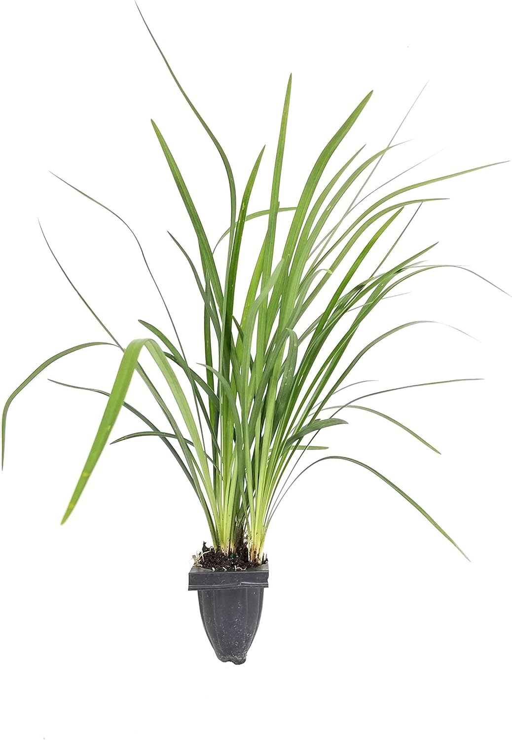 Emerald Goddess Liriope Muscari - 3 Live Plants - Drought Tolerant Low Maintenance Evergreen Ground Cover Grass