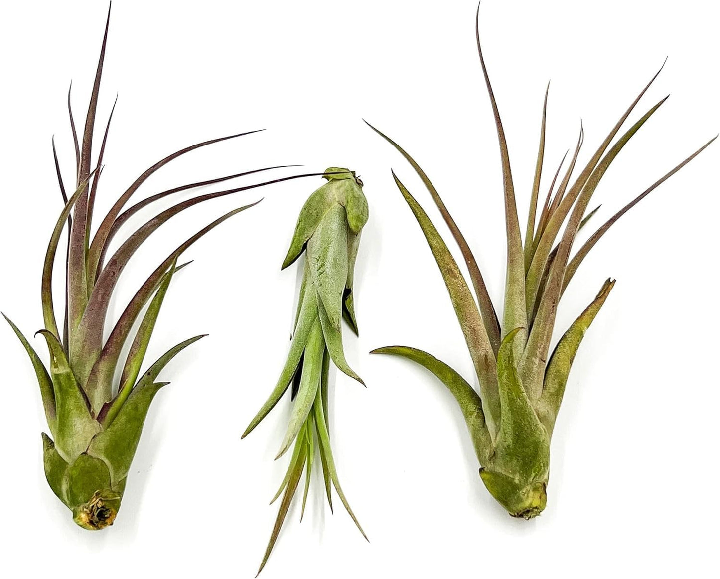 Live Air Plant – Tillandsia Capiput, Jumbo 6-9” - 1ct - Live Arrival Guaranteed - House Plants for Home Decor & Gift
