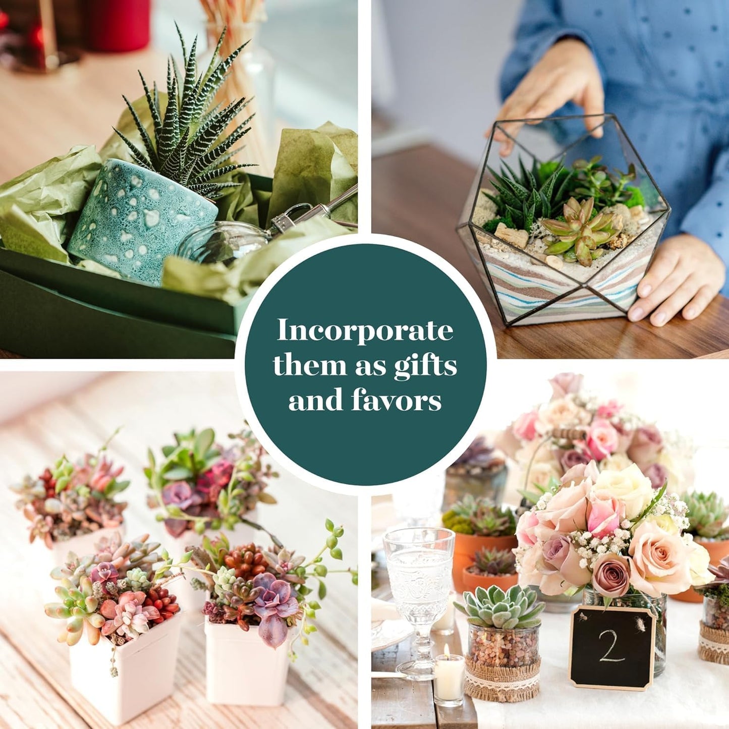 Shop Succulents Assorted Succulent Plant Pack Collection - Live Mini Succulent Plants, Low Maintenance, Mixture of Colors & Textures - Wedding and Party Favors, Gift & Garden, Pack of 12