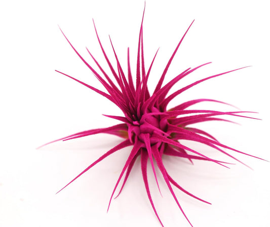Live Extra Large Tillandsia Ionantha Guatemala Colorful Air Plant 3+ inch Enhanced Color Easy Care Indoor Outdoor Home Decor Gift Airplant by Awesome Industries (Pink XL)