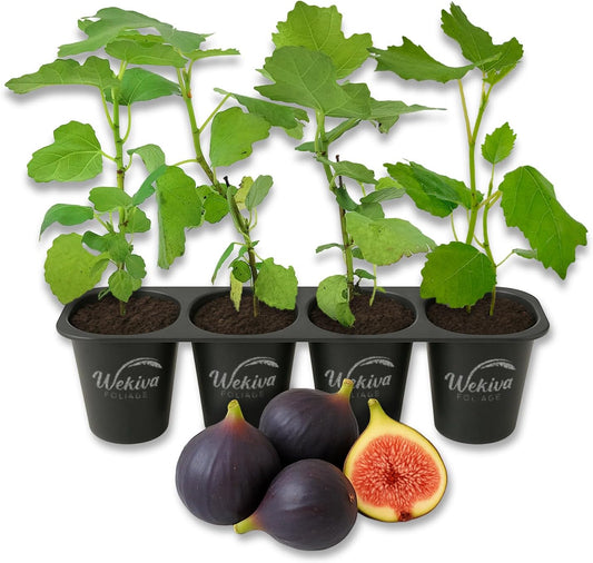 Beer's Black Fig Tree - 4 Live Starter Plants - Ficus Carica - Edible Fruit Tree for The Patio and Garden