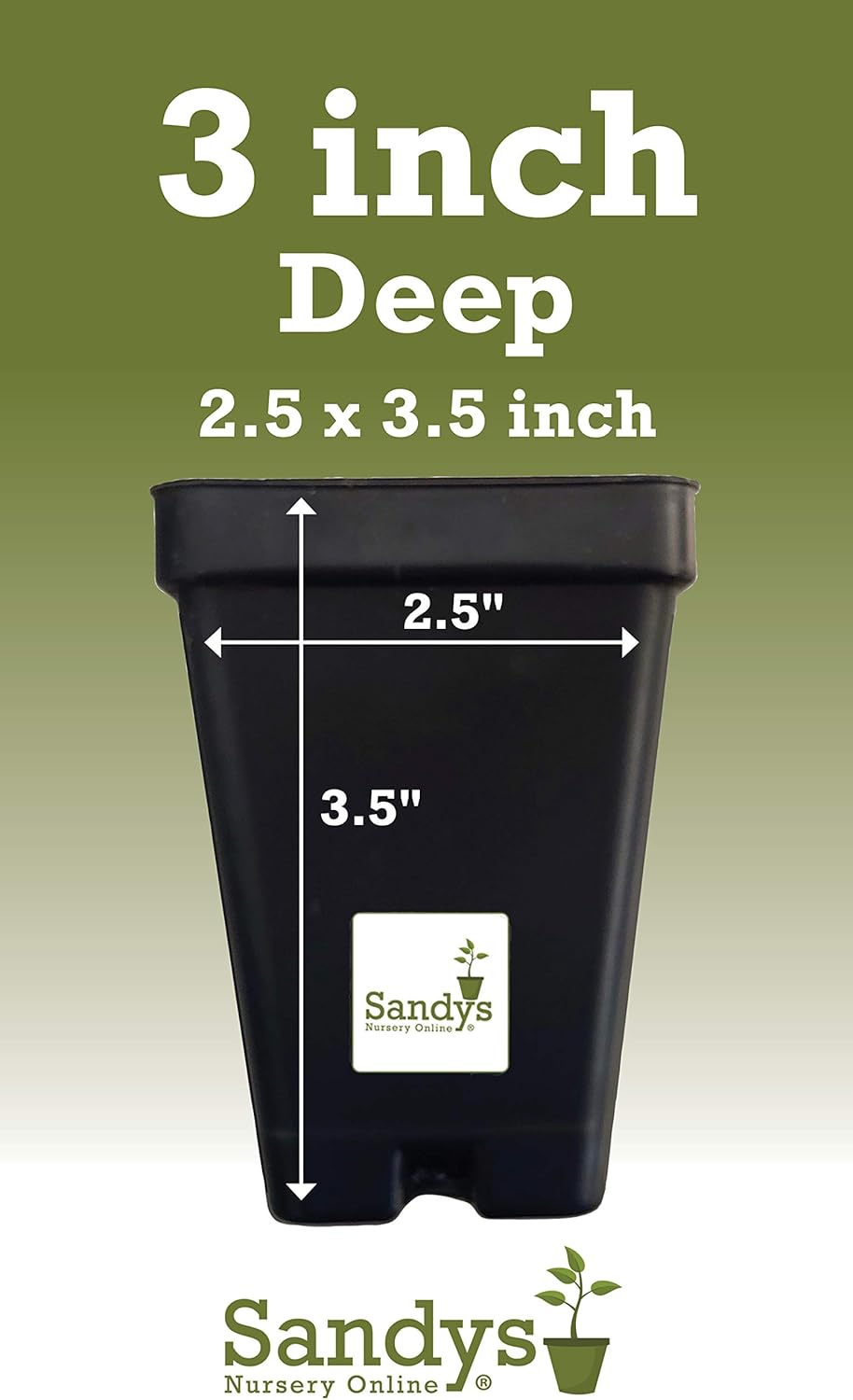 Thuja Green Giant Arborvitae Lot of 6, 3 Inch Pot