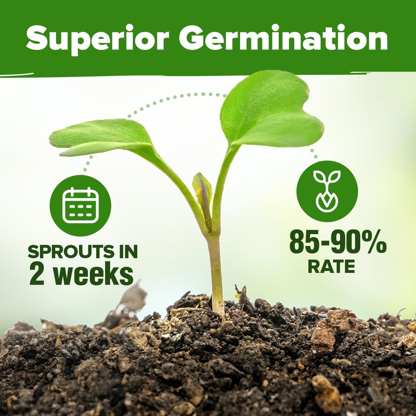 HOME GROWN 𝗢𝗥𝗚𝗔𝗡𝗜𝗖 15 Herb Seeds Variety Pack 2,500+ 𝗡𝗢𝗡-𝗚𝗠𝗢 𝗨𝗦𝗔 High-Germinating Heirloom Seeds for Planting Indoor Outdoor Herb Garden Hydroponics Garden Seeds, Basil Cilantro & More