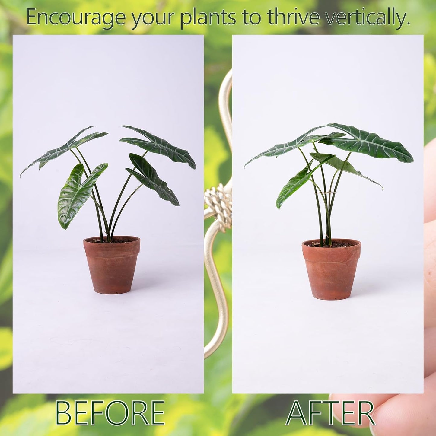 5Pcs Monstera Plant Stem Support Hook (2.75x2.75 inches) - Durable Metal Stem Support for Monstera & Fishbone Cactus, Easy Installation, Ideal Gift for Plant Lovers & Home Decor