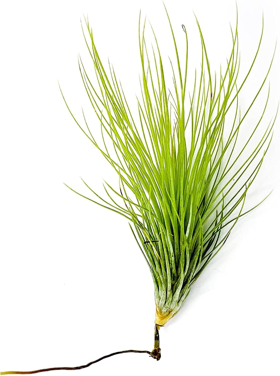 Air Plants - Tillandsia Andreana, Large 4-6" - 2ct - Live Arrival Gauranteed - House Plants for Home Decor & Gift
