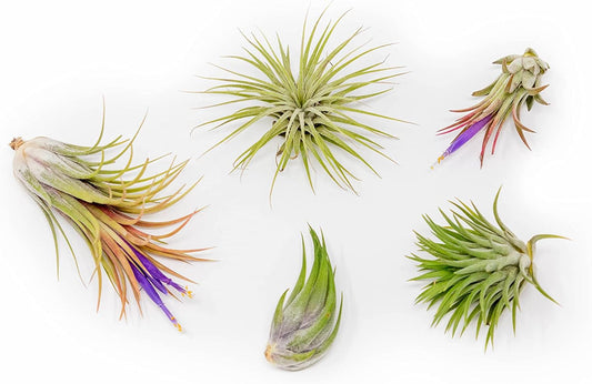 5 Pack Air Plants Assorted Tillandsia Ionantha - Live Succulent House Plants - Available in Wholesale and Bulk - Home and Garden Decor - Easy Care Indoor and Outdoor Plants