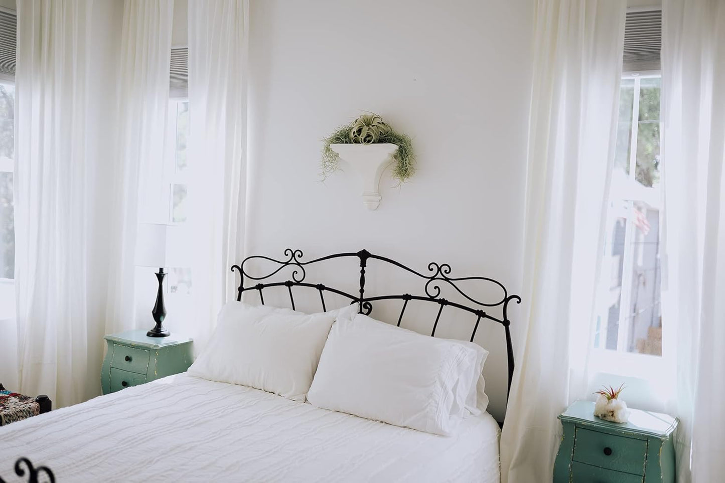 Air Plant Shop 10 Pack Tillandsia Air Plant Grab Bag of Premium Medium & Large Plants- Wholesale and Bulk - Succulents - Live Tillandsia - Easy Care Indoor and Outdoor House Plants