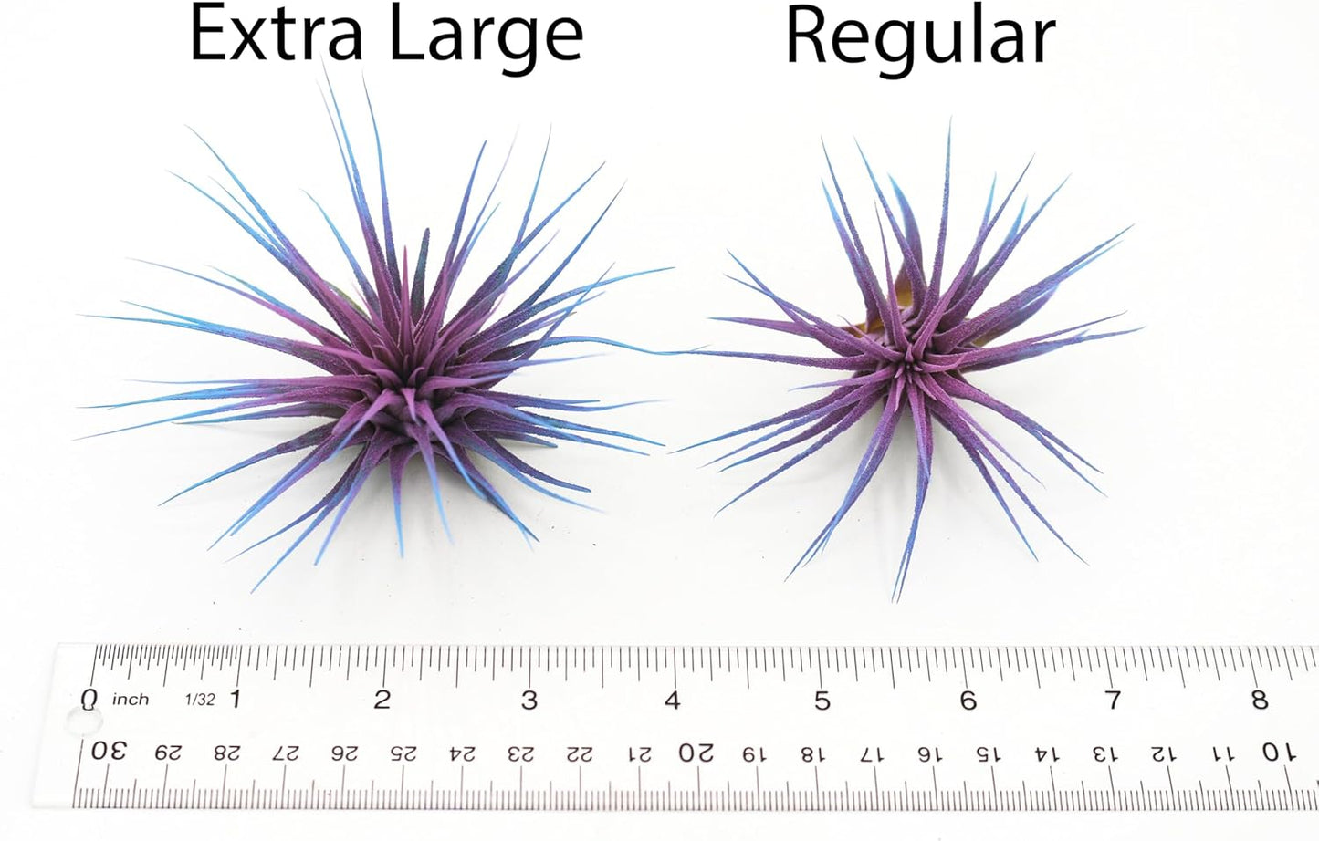 Live Extra Large Tillandsia Ionantha Guatemala Colorful Air Plant 3+ inch Enhanced Color Easy Care Indoor Outdoor Home Decor Gift Airplant by Awesome Industries (Pink XL)