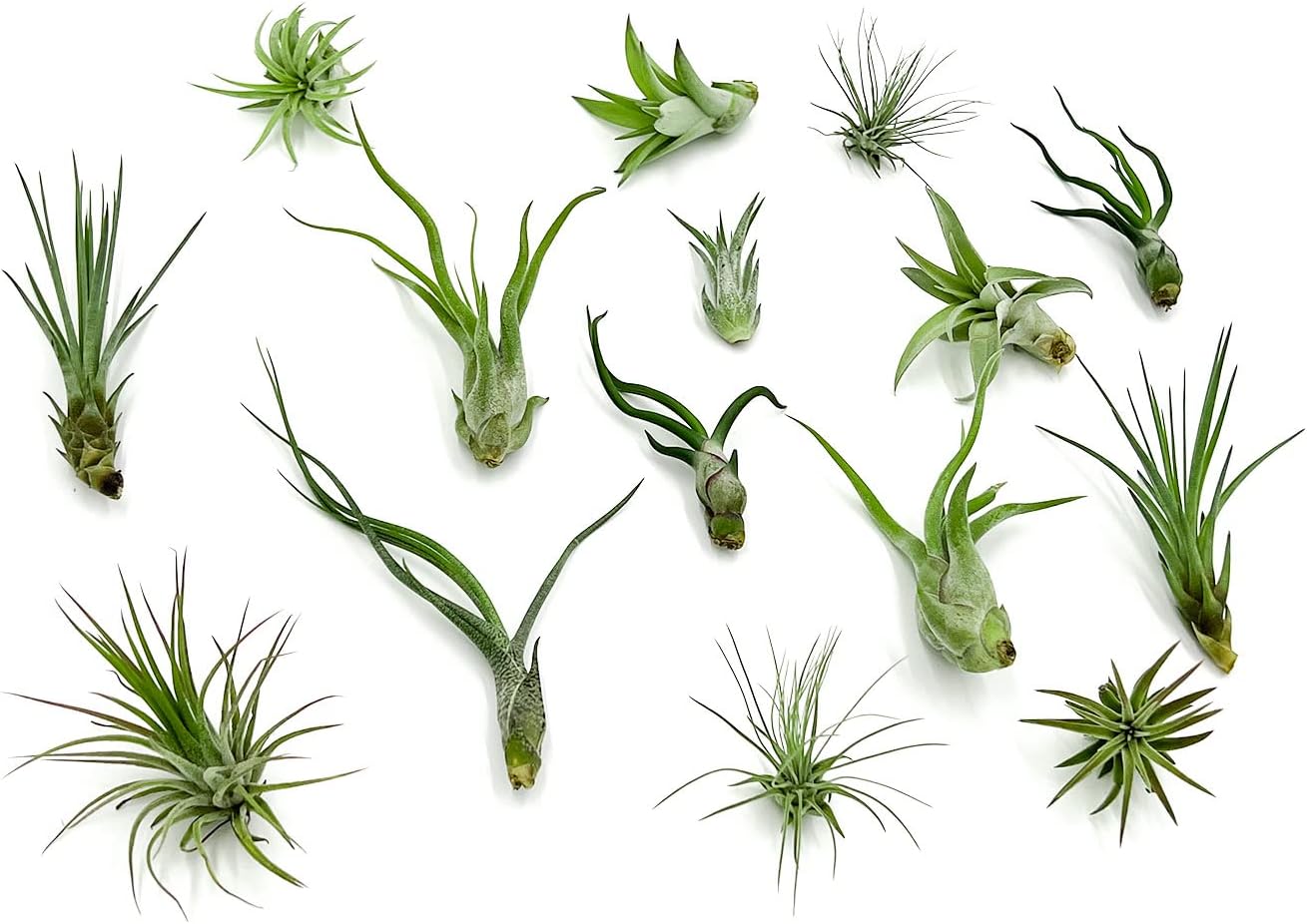 Live Air Plants - Tillandsia Variety, Regular 1-3" - 15ct - Live Arrival Guaranteed, House Plants for Home Decor & Gift