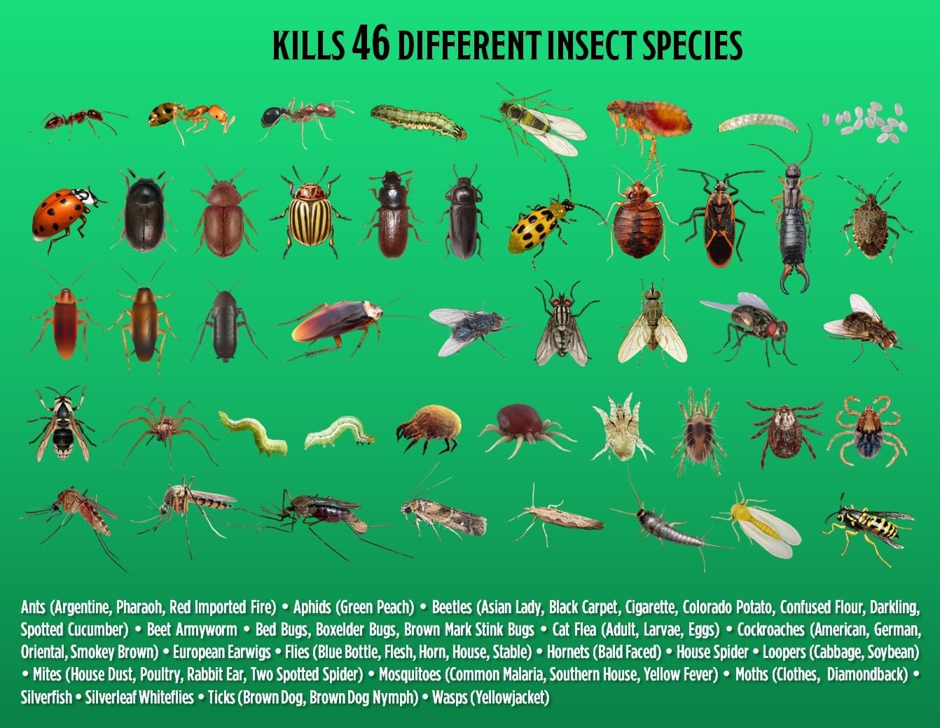 Grandpa Gus's Advanced Natural Pest Control with Clove & Cottonseed Oil - Indoor/Outdoor Insect Killer for Spiders, Ants, Roaches, Earwigs, Bed Bugs & More, Pet-Friendly, Concentrate 2 Pack