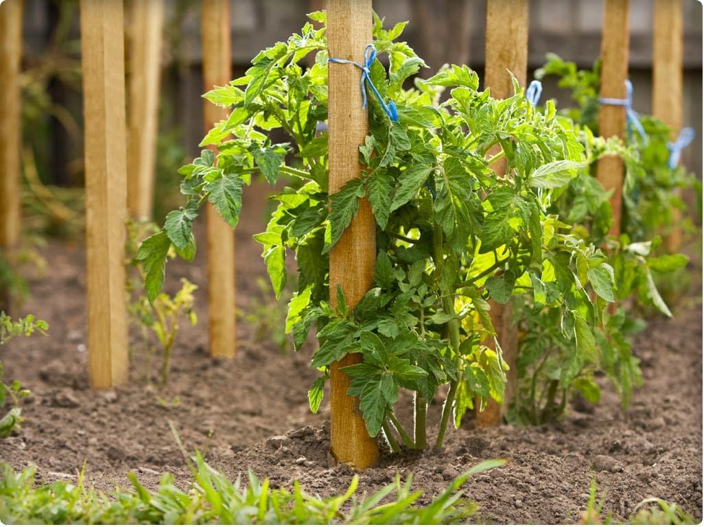 Greenes Fence 2 Ft. Wooden Garden and Sign Post Stakes (50-Pack)