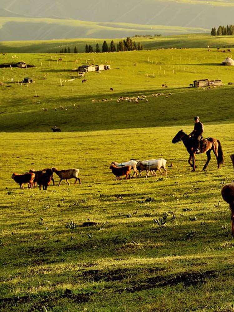 Electric Fence Polywire 656 Feet，200 Meter，6 Stainless Steel Strands for Reliable Conductivity and Rust Resistance，Portable Electric Fence Rope