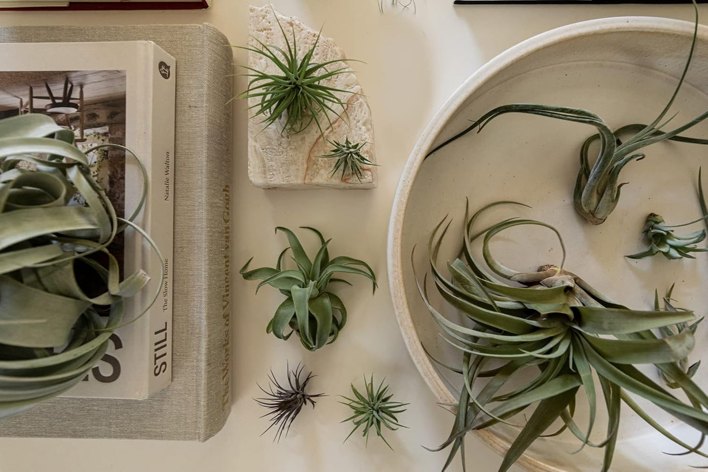 Air Plants - Tillandsia Variety Pack, Regular 1-3" - 6ct - Live Arrival Guaranteed - House Plants for Home Decor & Gift