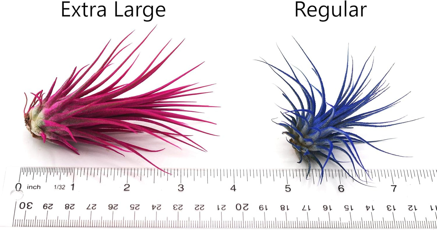 Dyed Tillandsia Ionantha Guatemala Enhanced Colored Colorful Air Plant Live Easy Care Indoor Outdoor Home Decor Gift Airplant by Awesome Industries Live Arrival Guaranteed (Sunset)