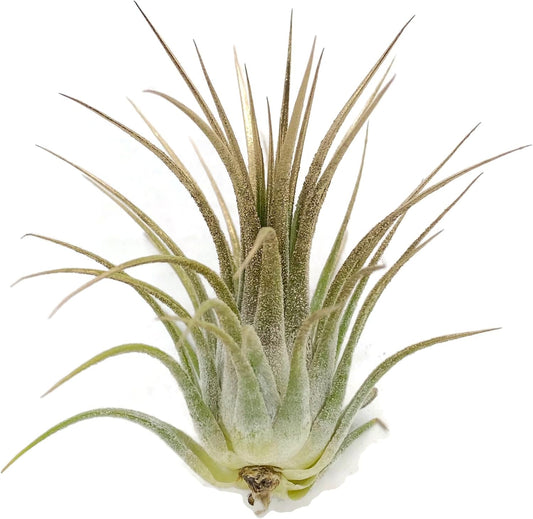 Ionantha Guatemala Tillandsia Air Plant, Guatemala Tillandsia Live Airplant, Healthy Arrival Guaranteed, Great Indoor Plant, Home Decor & Gift (Gold)