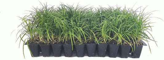 Mondo Grass - 30 Live Plants - Ophiopogon Japonicus - Live Evergreen Groundcover Plants - Shade Loving