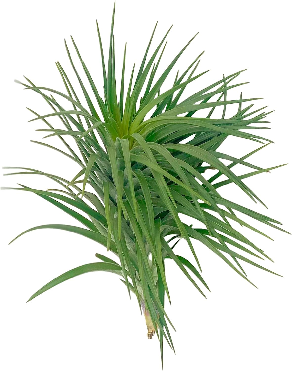 Air Plants - Flowering Tillandsia Pink Paske Large 5" - 1ct - Live Arrival Guaranteed - House Plants for Home Decor & Gift
