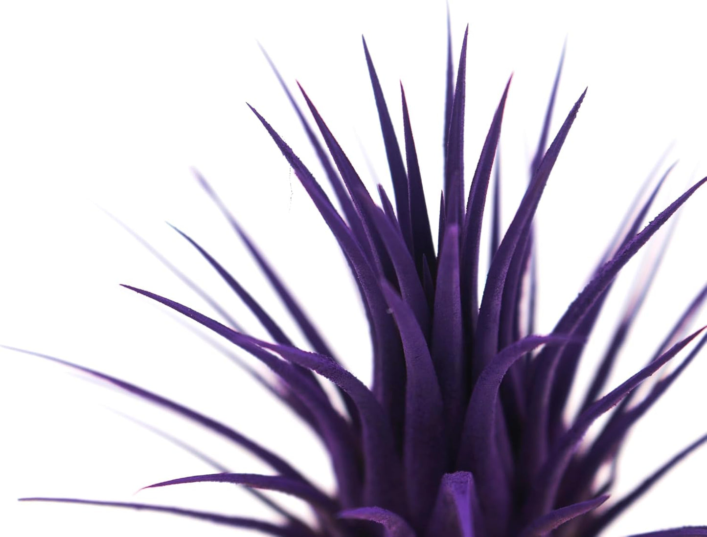 Live Extra Large Tillandsia Ionantha Guatemala Colorful Air Plant 3+ inch Enhanced Color Easy Care Indoor Outdoor Home Decor Gift Airplant by Awesome Industries (Purple XL)